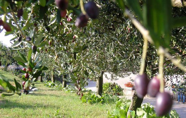 venicehills.com_frantoio