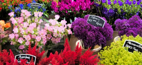 fiori 