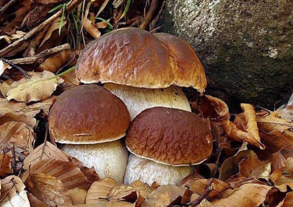 funghi VeniceHills